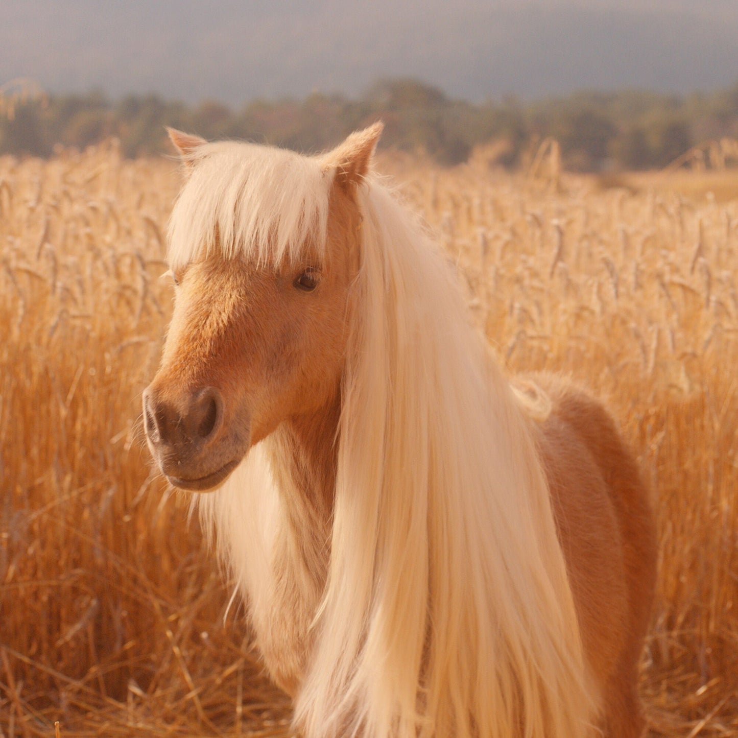 halo-glow-liquid-filter-m0 pony_pdp_2_e2011e9a-b9dd-4967-9b0f-b2fb03df5f80.jpg